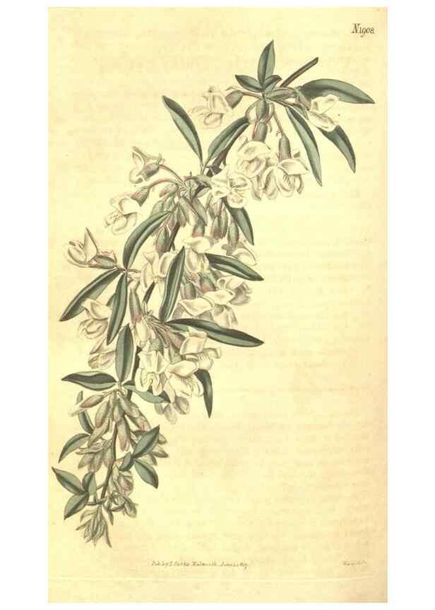 Reproducción/Reproduction 35148220376: Curtis's botanical magazine.. London ; New York [etc.] :Academic Press [etc.]
