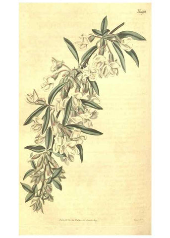 Reproducción/Reproduction 35148220376: Curtis's botanical magazine.. London ; New York [etc.] :Academic Press [etc.]