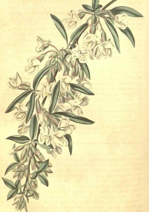 Reproducción/Reproduction 35148220376: Curtis's botanical magazine.. London ; New York [etc.] :Academic Press [etc.]