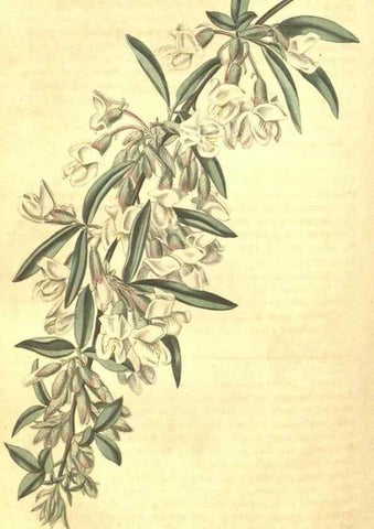 Reproducción/Reproduction 35148220376: Curtis's botanical magazine.. London ; New York [etc.] :Academic Press [etc.]