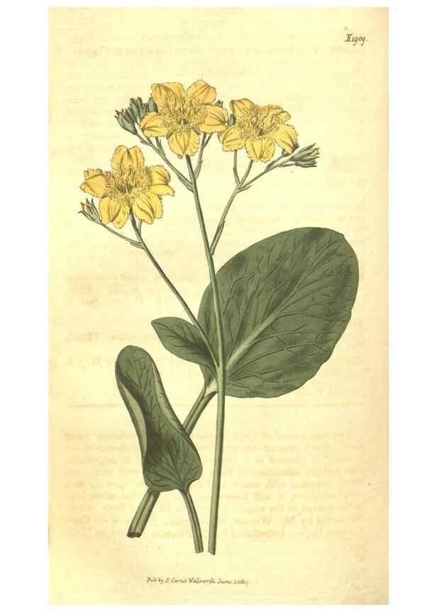 Reproducción/Reproduction 34378978143: Curtis's botanical magazine.. London ; New York [etc.] :Academic Press [etc.]