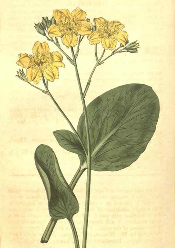 Reproducción/Reproduction 34378978143: Curtis's botanical magazine.. London ; New York [etc.] :Academic Press [etc.]