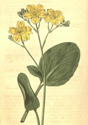 Reproducción/Reproduction 34378978143: Curtis's botanical magazine.. London ; New York [etc.] :Academic Press [etc.]