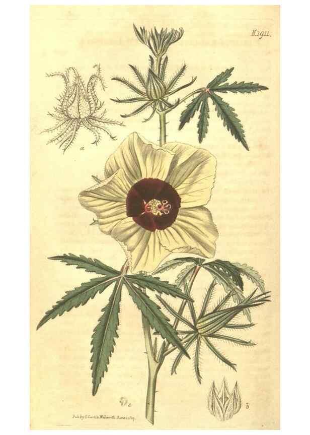 Reproducción/Reproduction 34378982123: Curtis's botanical magazine.. London ; New York [etc.] :Academic Press [etc.]