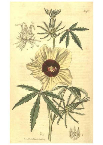 Reproducción/Reproduction 34378982123: Curtis's botanical magazine.. London ; New York [etc.] :Academic Press [etc.]