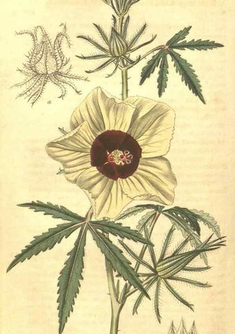 Reproducción/Reproduction 34378982123: Curtis's botanical magazine.. London ; New York [etc.] :Academic Press [etc.]