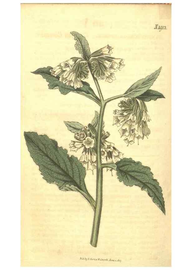 Reproducción/Reproduction 34378983443: Curtis's botanical magazine.. London ; New York [etc.] :Academic Press [etc.]