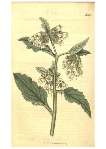 Reproducción/Reproduction 34378983443: Curtis's botanical magazine.. London ; New York [etc.] :Academic Press [etc.]
