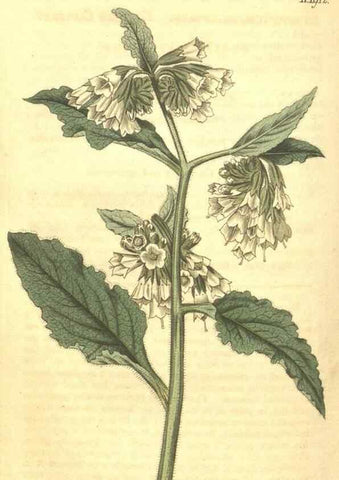 Reproducción/Reproduction 34378983443: Curtis's botanical magazine.. London ; New York [etc.] :Academic Press [etc.]