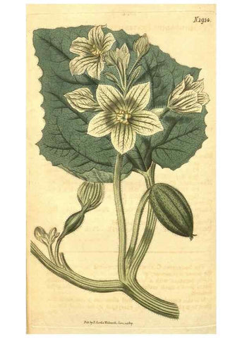 Reproducción/Reproduction 35057838041: Curtis's botanical magazine.. London ; New York [etc.] :Academic Press [etc.]