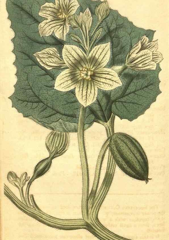 Reproducción/Reproduction 35057838041: Curtis's botanical magazine.. London ; New York [etc.] :Academic Press [etc.]