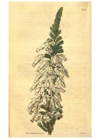Reproducción/Reproduction 35188531785: Curtis's botanical magazine.. London ; New York [etc.] :Academic Press [etc.]