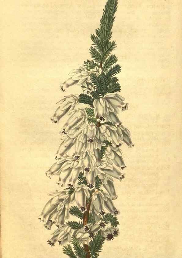 Reproducción/Reproduction 35188531785: Curtis's botanical magazine.. London ; New York [etc.] :Academic Press [etc.]