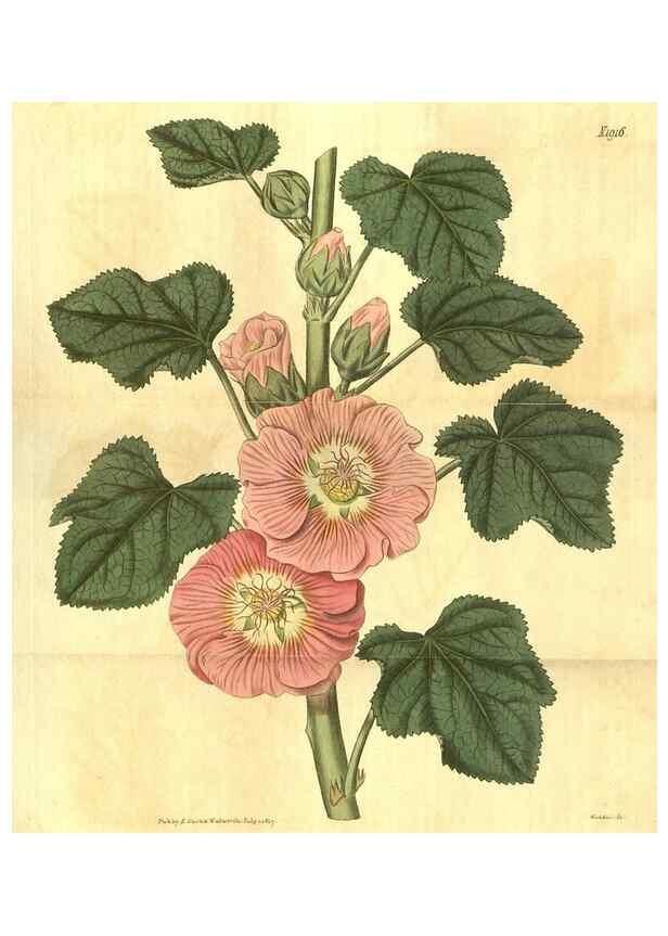 Reproducción/Reproduction 35188533495: Curtis's botanical magazine.. London ; New York [etc.] :Academic Press [etc.]
