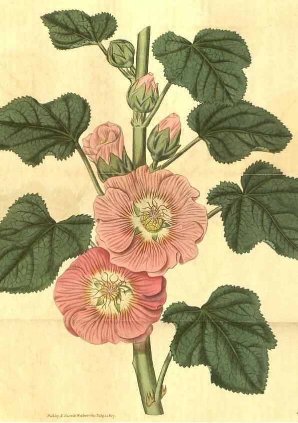 Reproducción/Reproduction 35188533495: Curtis's botanical magazine.. London ; New York [etc.] :Academic Press [etc.]