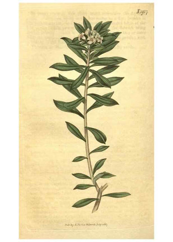 Reproducción/Reproduction 35188538545: Curtis's botanical magazine.. London ; New York [etc.] :Academic Press [etc.]