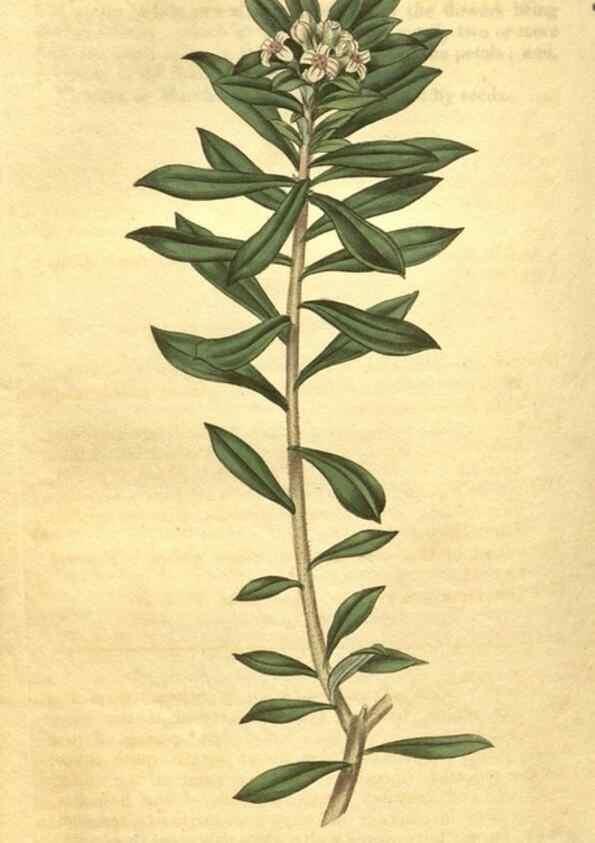 Reproducción/Reproduction 35188538545: Curtis's botanical magazine.. London ; New York [etc.] :Academic Press [etc.]