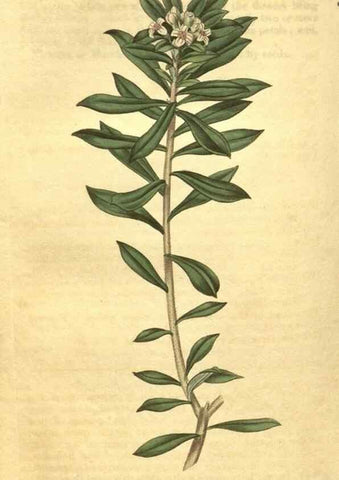 Reproducción/Reproduction 35188538545: Curtis's botanical magazine.. London ; New York [etc.] :Academic Press [etc.]