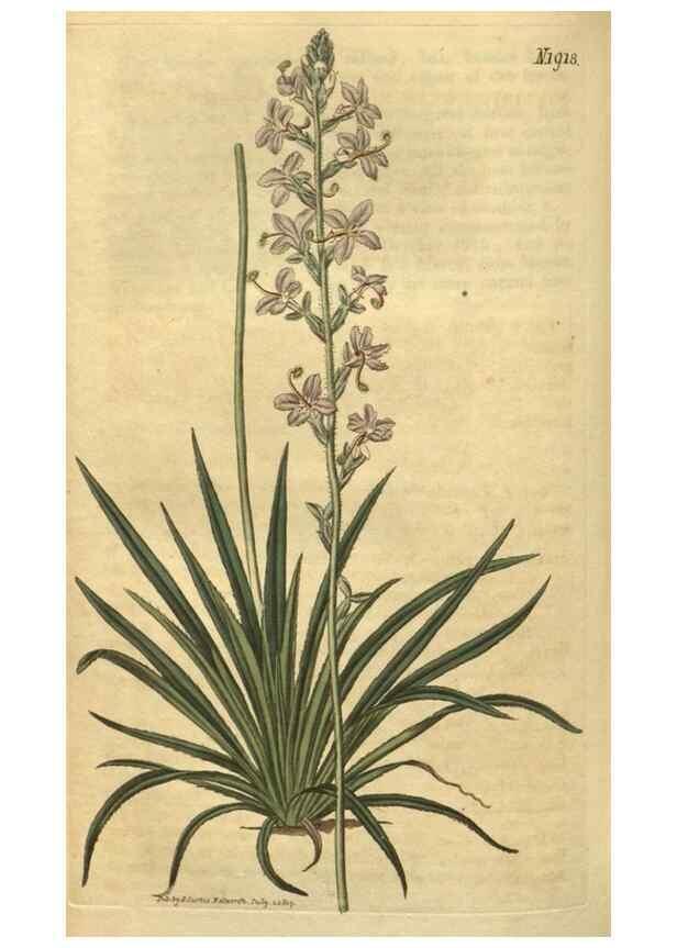 Reproducción/Reproduction 34378996973: Curtis's botanical magazine.. London ; New York [etc.] :Academic Press [etc.]
