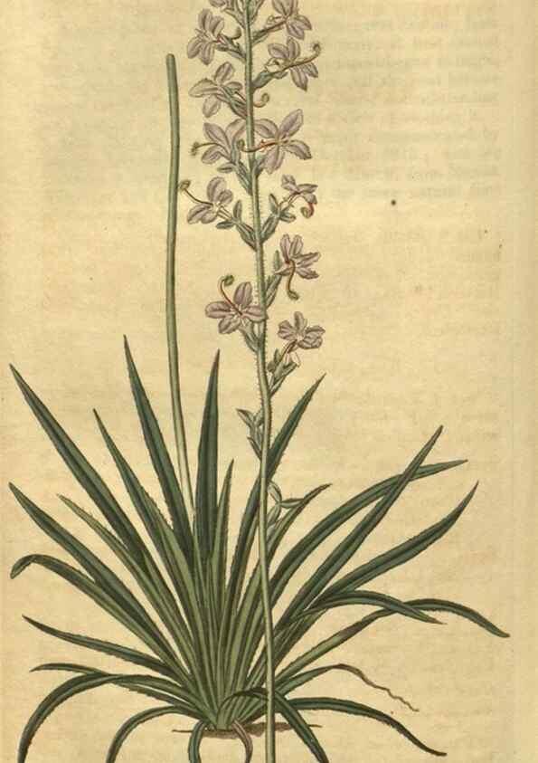 Reproducción/Reproduction 34378996973: Curtis's botanical magazine.. London ; New York [etc.] :Academic Press [etc.]