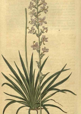 Reproducción/Reproduction 34378996973: Curtis's botanical magazine.. London ; New York [etc.] :Academic Press [etc.]
