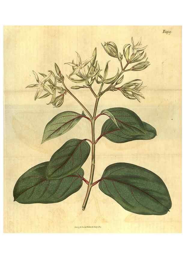 Reproducción/Reproduction 35023251172: Curtis's botanical magazine.. London ; New York [etc.] :Academic Press [etc.]