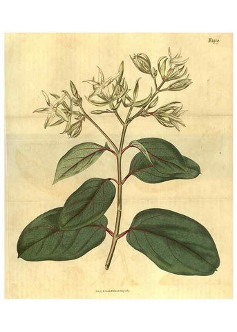 Reproducción/Reproduction 35023251172: Curtis's botanical magazine.. London ; New York [etc.] :Academic Press [etc.]