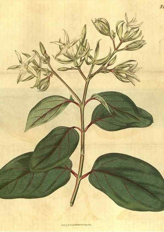 Reproducción/Reproduction 35023251172: Curtis's botanical magazine.. London ; New York [etc.] :Academic Press [etc.]