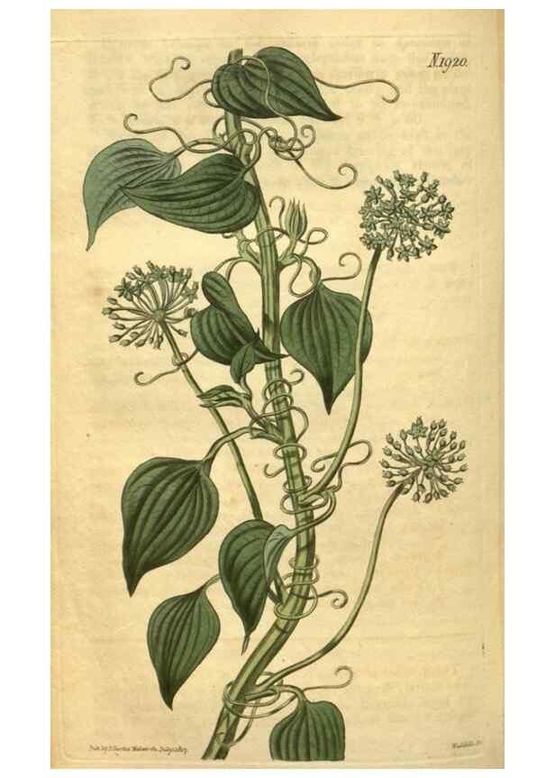 Reproducción/Reproduction 34378999533: Curtis's botanical magazine.. London ; New York [etc.] :Academic Press [etc.]