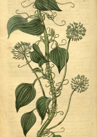 Reproducción/Reproduction 34378999533: Curtis's botanical magazine.. London ; New York [etc.] :Academic Press [etc.]