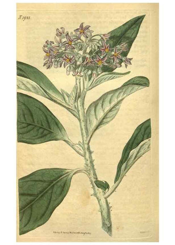 Reproducción/Reproduction 34343823004: Curtis's botanical magazine.. London ; New York [etc.] :Academic Press [etc.]