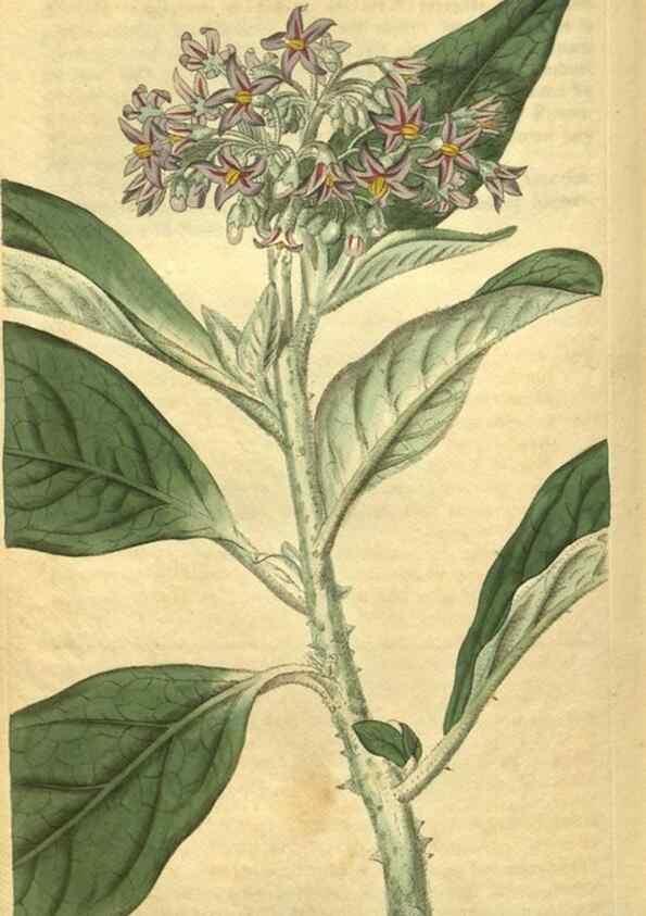 Reproducción/Reproduction 34343823004: Curtis's botanical magazine.. London ; New York [etc.] :Academic Press [etc.]