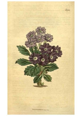 Reproducción/Reproduction 35188615835: Curtis's botanical magazine.. London ; New York [etc.] :Academic Press [etc.]