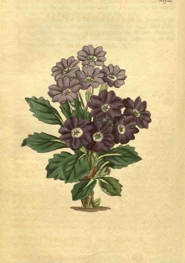Reproducción/Reproduction 35188615835: Curtis's botanical magazine.. London ; New York [etc.] :Academic Press [etc.]