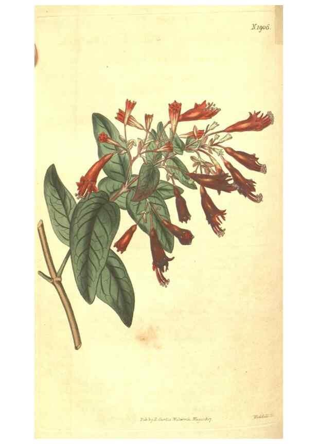 Reproducción/Reproduction 34801921810: Curtis's botanical magazine.. London ; New York [etc.] :Academic Press [etc.]