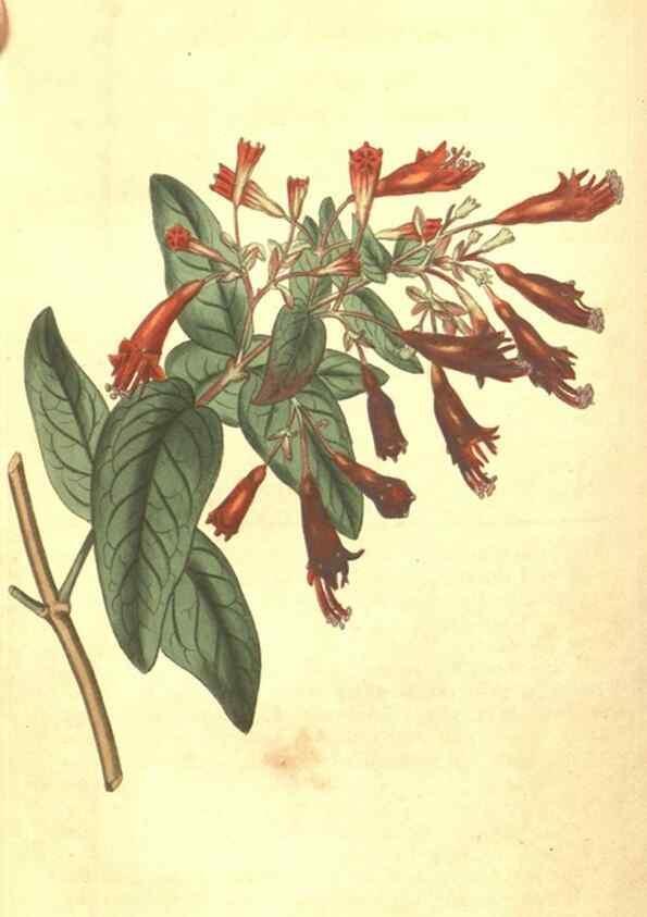 Reproducción/Reproduction 34801921810: Curtis's botanical magazine.. London ; New York [etc.] :Academic Press [etc.]