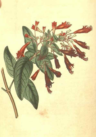 Reproducción/Reproduction 34801921810: Curtis's botanical magazine.. London ; New York [etc.] :Academic Press [etc.]
