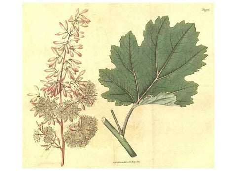 Reproducción/Reproduction 35148210486: Curtis's botanical magazine.. London ; New York [etc.] :Academic Press [etc.]