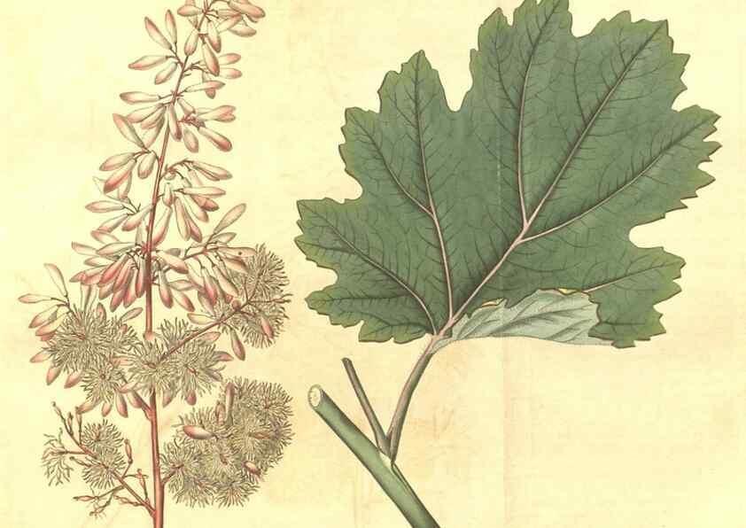Reproducción/Reproduction 35148210486: Curtis's botanical magazine.. London ; New York [etc.] :Academic Press [etc.]