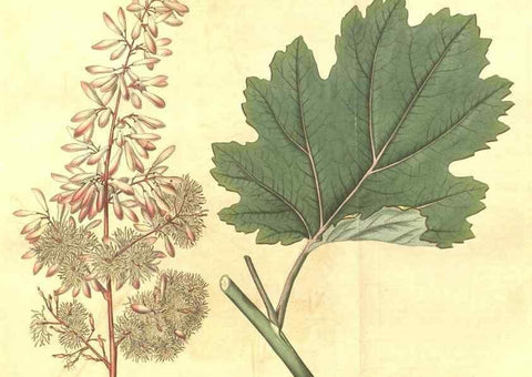 Reproducción/Reproduction 35148210486: Curtis's botanical magazine.. London ; New York [etc.] :Academic Press [etc.]