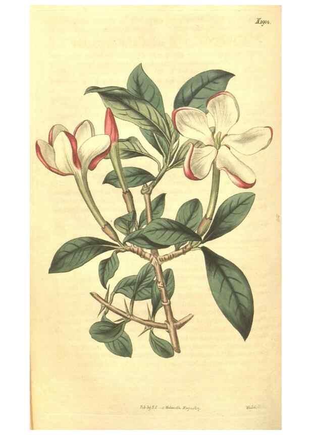 Reproducción/Reproduction 35148209006: Curtis's botanical magazine.. London ; New York [etc.] :Academic Press [etc.]