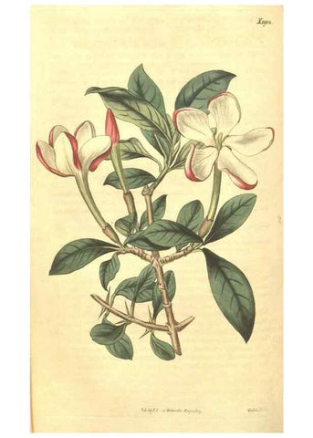 Reproducción/Reproduction 35148209006: Curtis's botanical magazine.. London ; New York [etc.] :Academic Press [etc.]