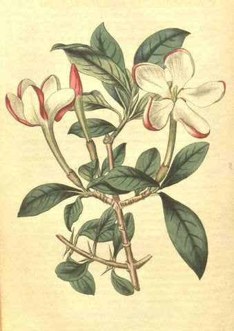 Reproducción/Reproduction 35148209006: Curtis's botanical magazine.. London ; New York [etc.] :Academic Press [etc.]