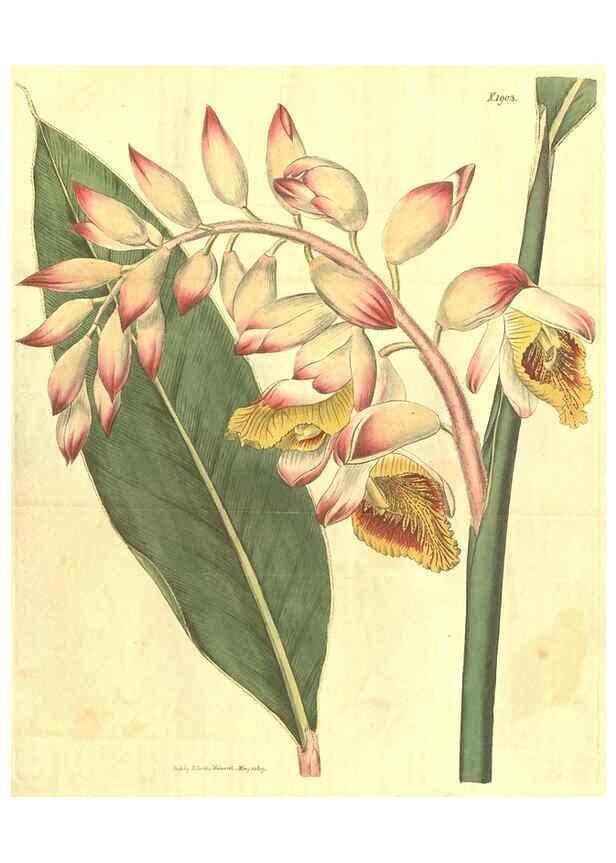 Reproducción/Reproduction 35188488195: Curtis's botanical magazine.. London ; New York [etc.] :Academic Press [etc.]