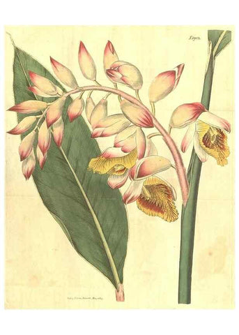 Reproducción/Reproduction 35188488195: Curtis's botanical magazine.. London ; New York [etc.] :Academic Press [etc.]