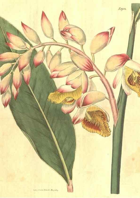 Reproducción/Reproduction 35188488195: Curtis's botanical magazine.. London ; New York [etc.] :Academic Press [etc.]