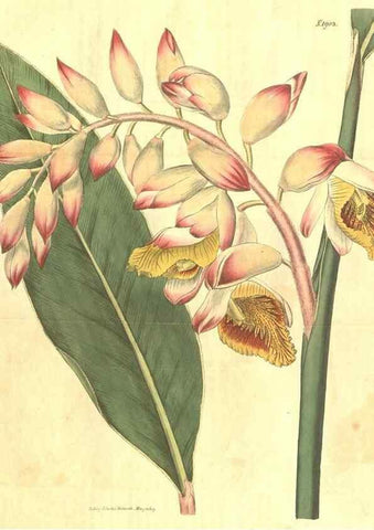 Reproducción/Reproduction 35188488195: Curtis's botanical magazine.. London ; New York [etc.] :Academic Press [etc.]