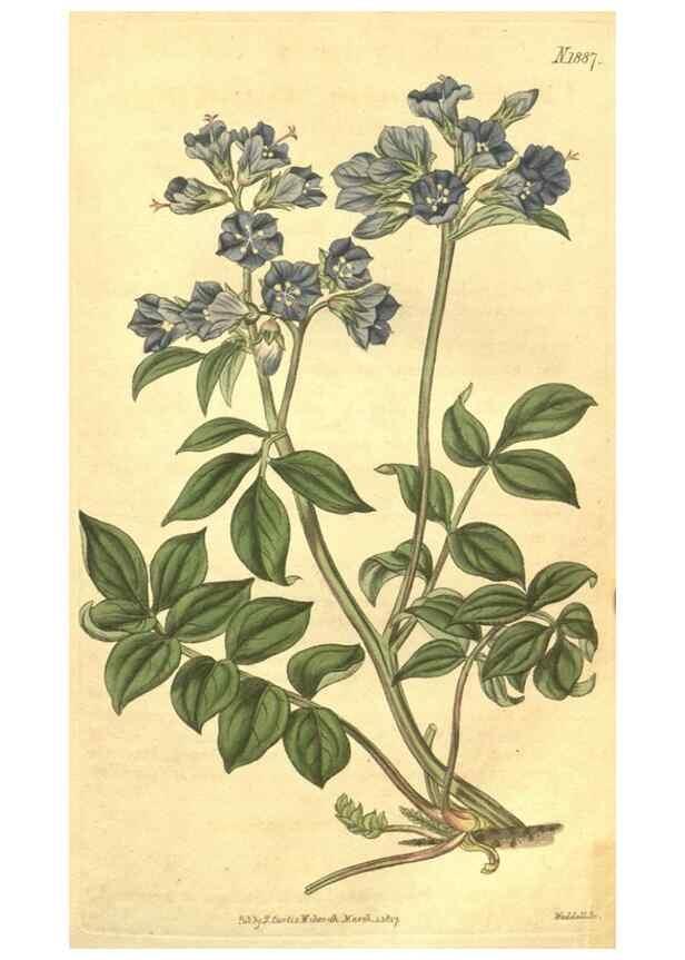 Reproducción/Reproduction 34801840940: Curtis's botanical magazine.. London ; New York [etc.] :Academic Press [etc.]