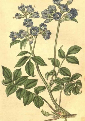 Reproducción/Reproduction 34801840940: Curtis's botanical magazine.. London ; New York [etc.] :Academic Press [etc.]