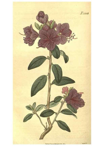 Reproducción/Reproduction 35188429995: Curtis's botanical magazine.. London ; New York [etc.] :Academic Press [etc.]